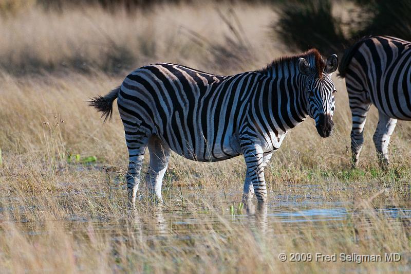 20090614_093910 D300 X1.jpg - Zebras, Okavanga Delta, Botswana